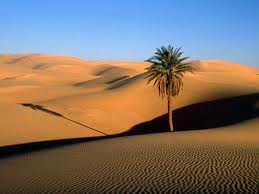  Sa mạc cát phía Nam Dubai