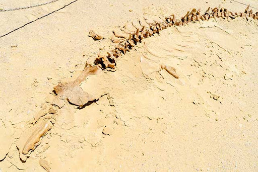 Các hóa thạch được tìm thấy tại di chỉ